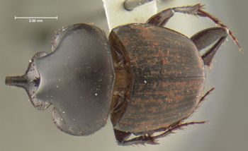 Media type: image;   Entomology 34725 Aspect: habitus dorsal view